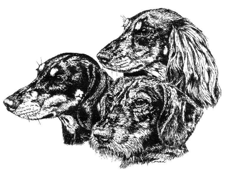 Deutscher Teckelklub 1888 e. V.